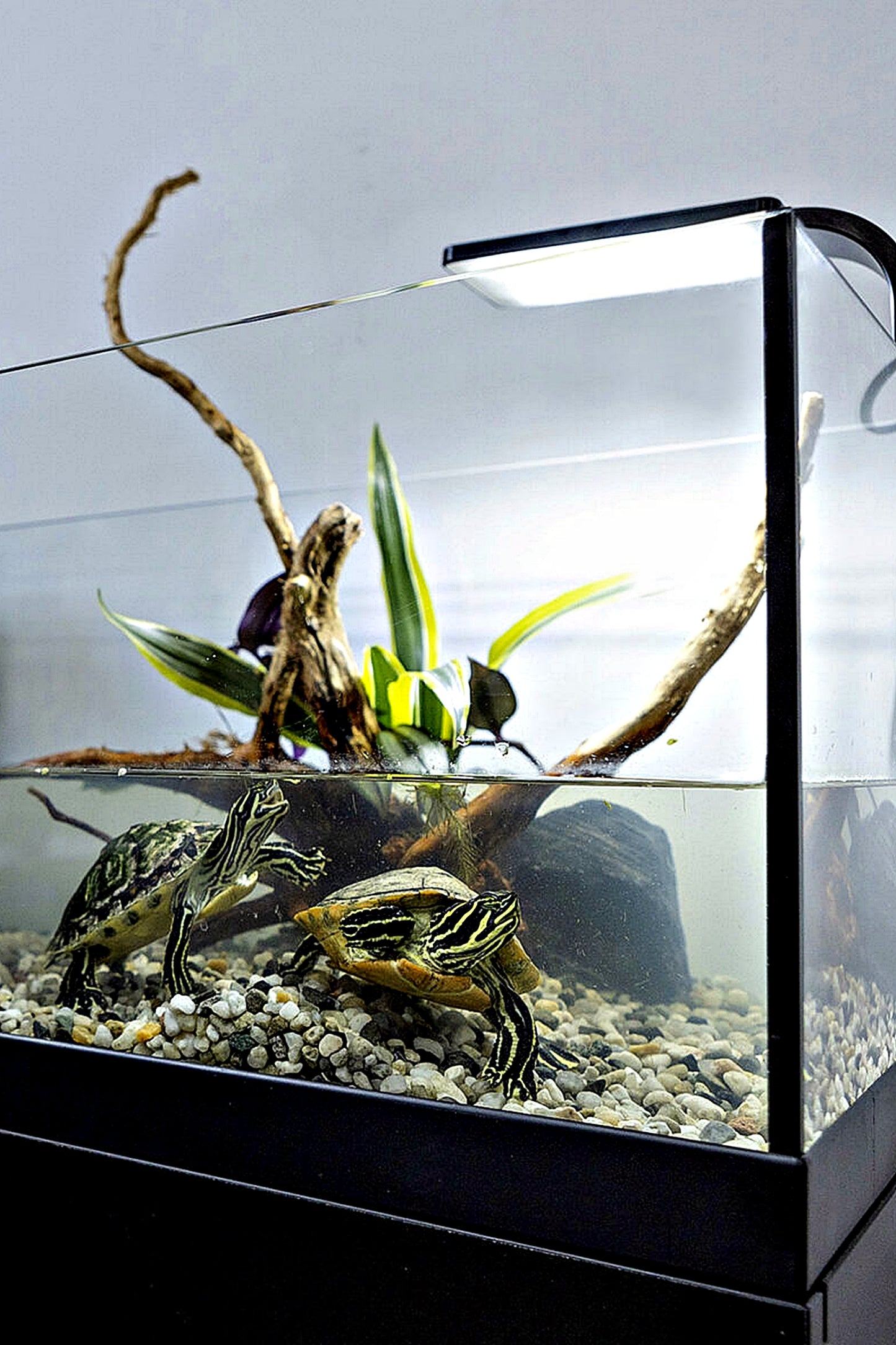 Tortuguera - AquaTerrarium 80