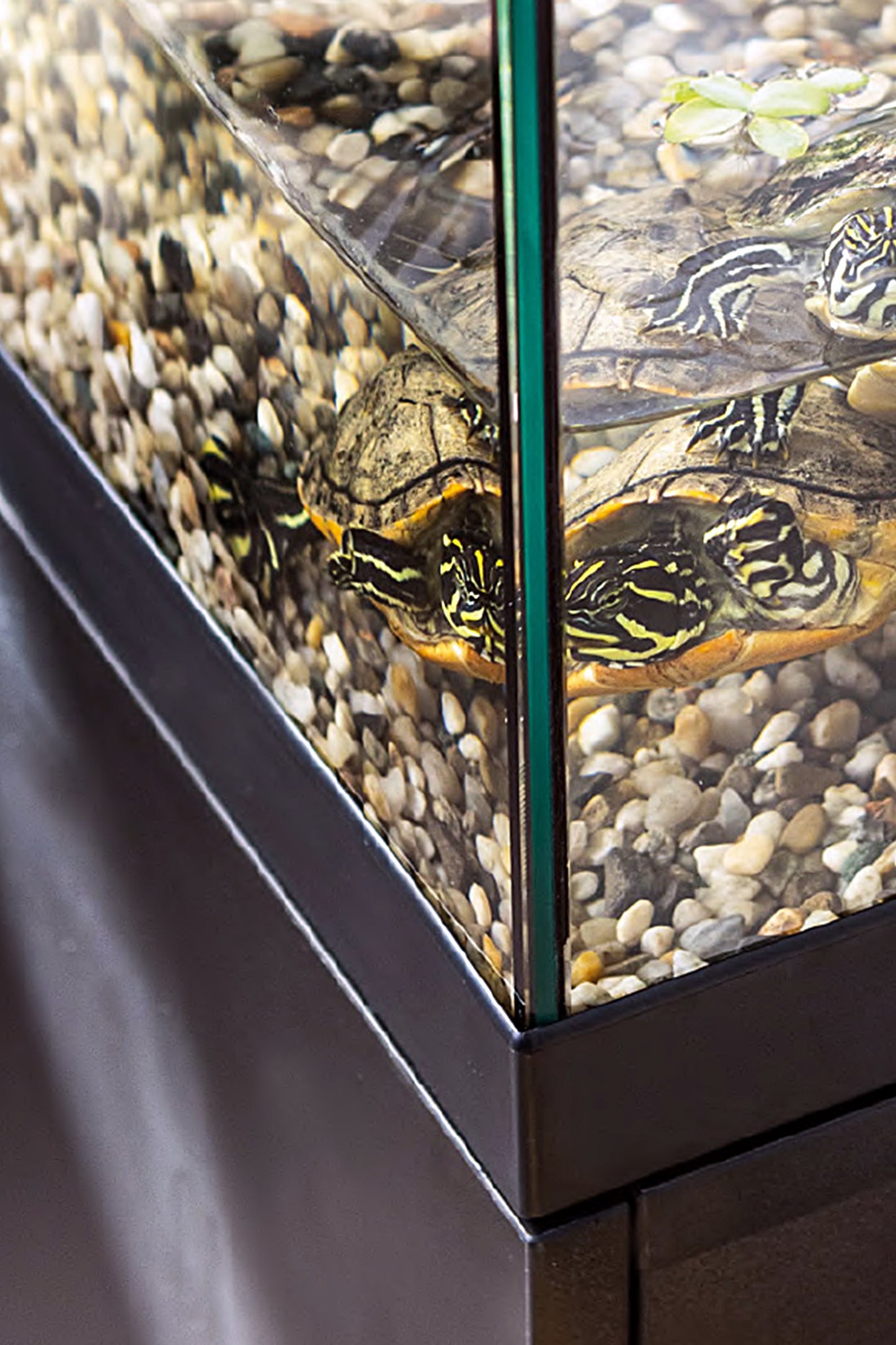 Tortuguera - AquaTerrarium 80