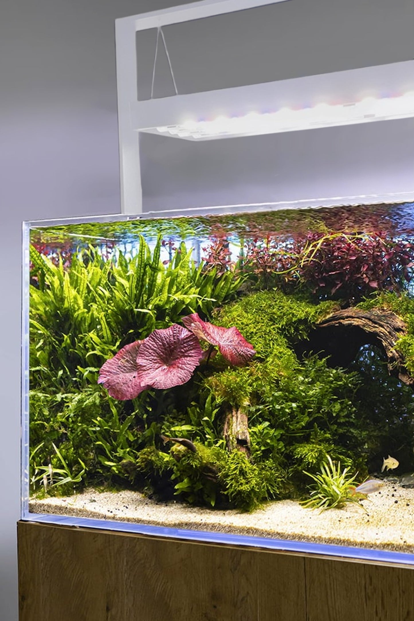 AQUAEL - Ultrascape 90 Set - Acuario Snow de 243 litros con mueble Forest