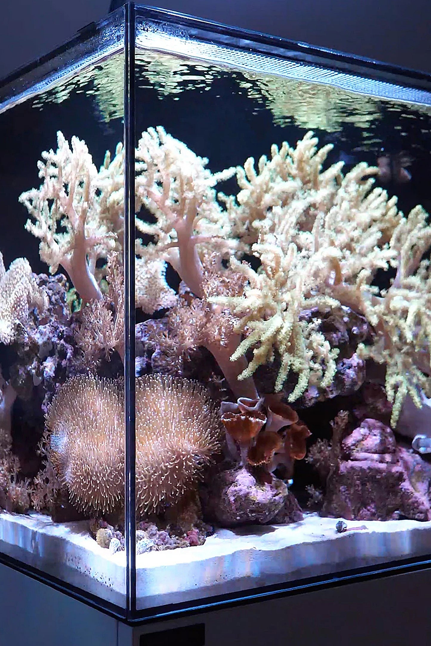 WATERBOX - Nuevo Acuario AIO 35.2 de 125 litros